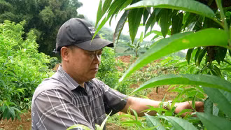 Biến đất cằn thành vườn cây bạc tỷ