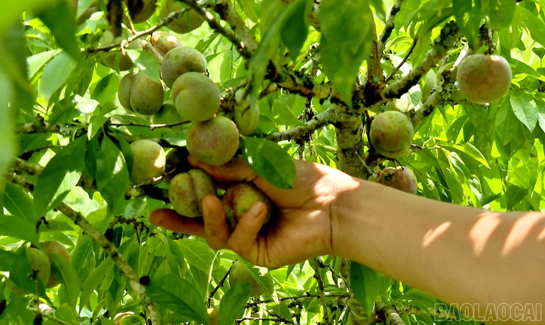 Du khách trải nghiệm hái mận. baolaocai-br_tket4.jpg