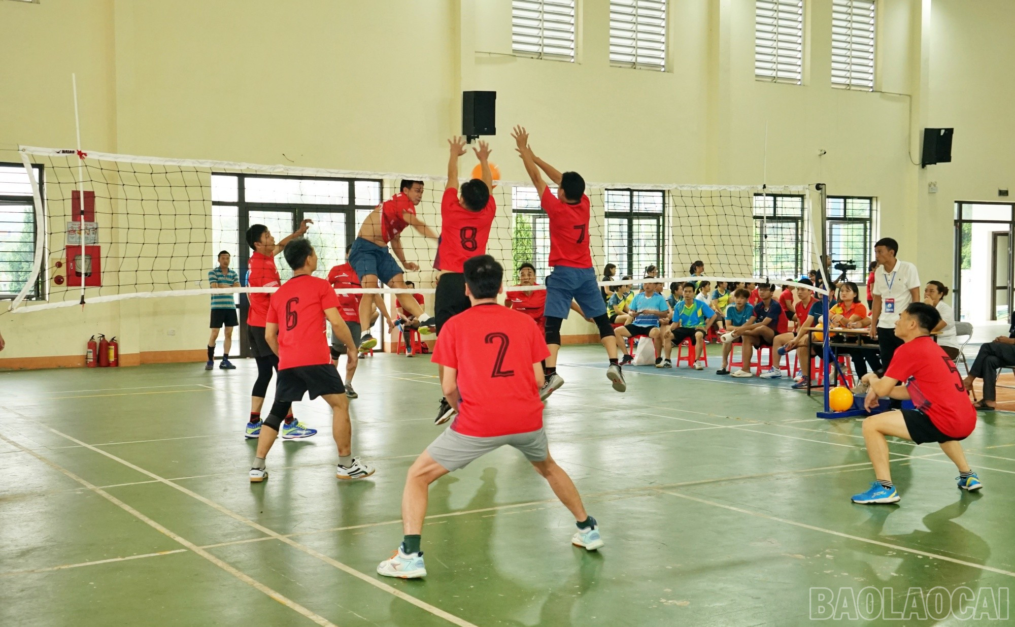 baolaocai-br_bch7.jpg