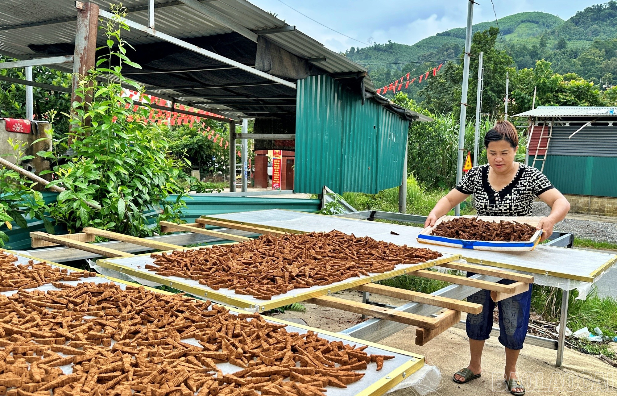 Chị Mai phơi nụ trầm quế. baolaocai-br_coc6.jpg