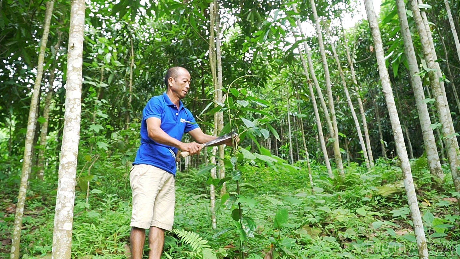 Gia đình anh Nguyễn Tiến Sơn là một trong những hộ dân tiêu biểu trong phong trào phát triển kinh tế ở xã Cốc Lầu. baolaocai-br_coc.jpg