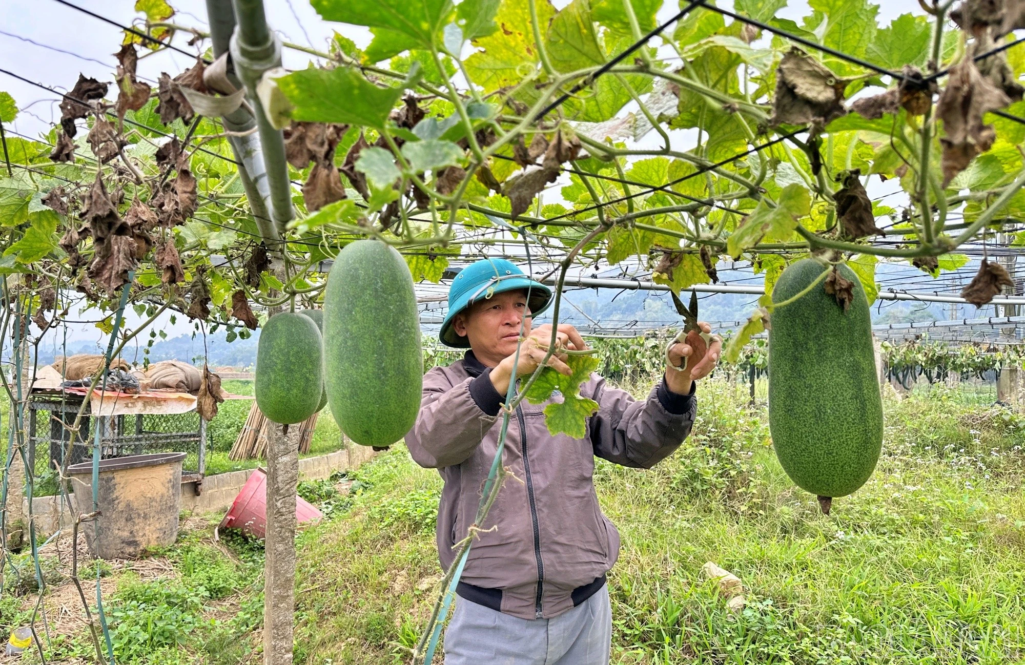 baolaocai-br_quang2.jpg