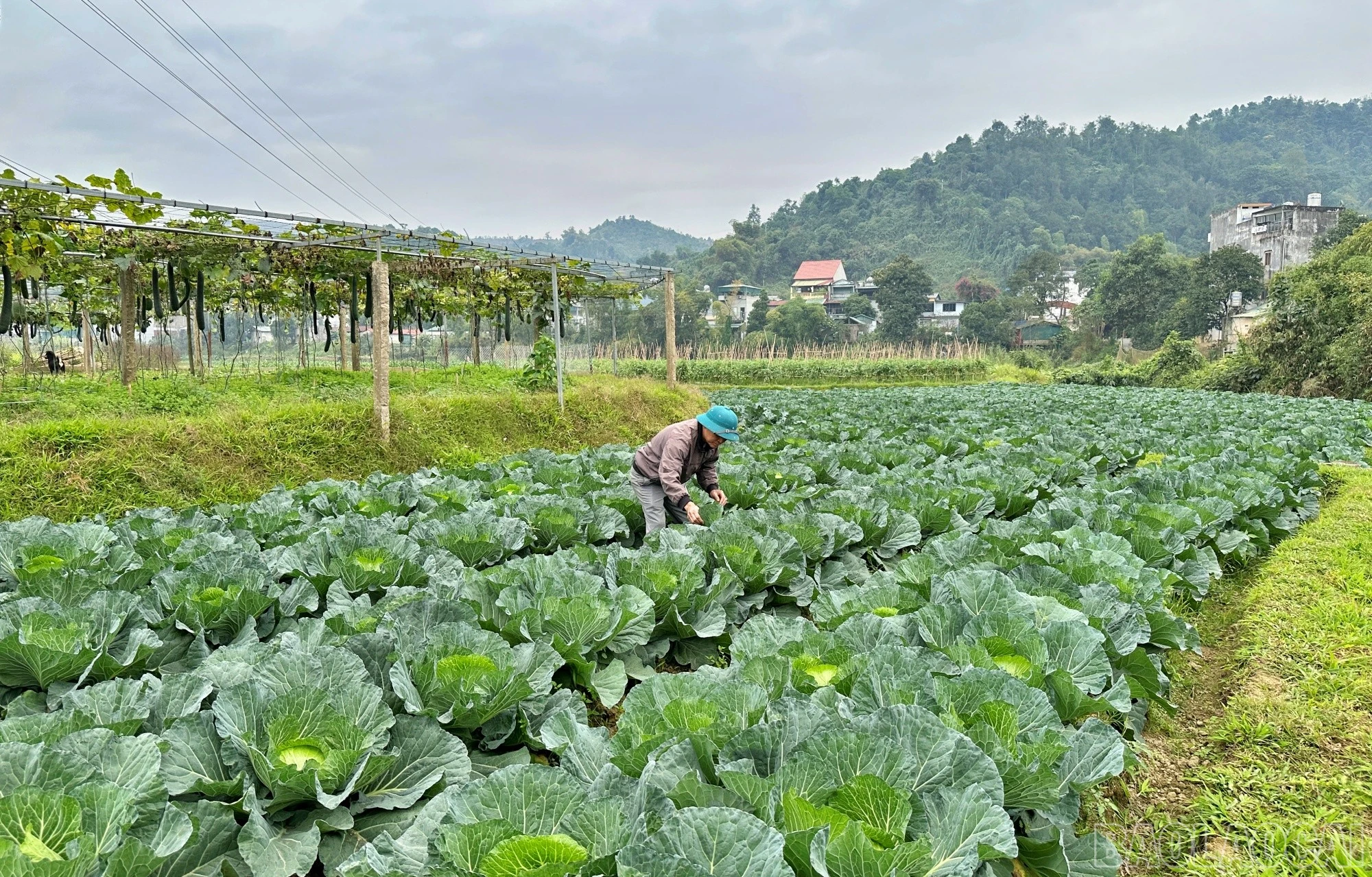 baolaocai-br_quang4.jpg