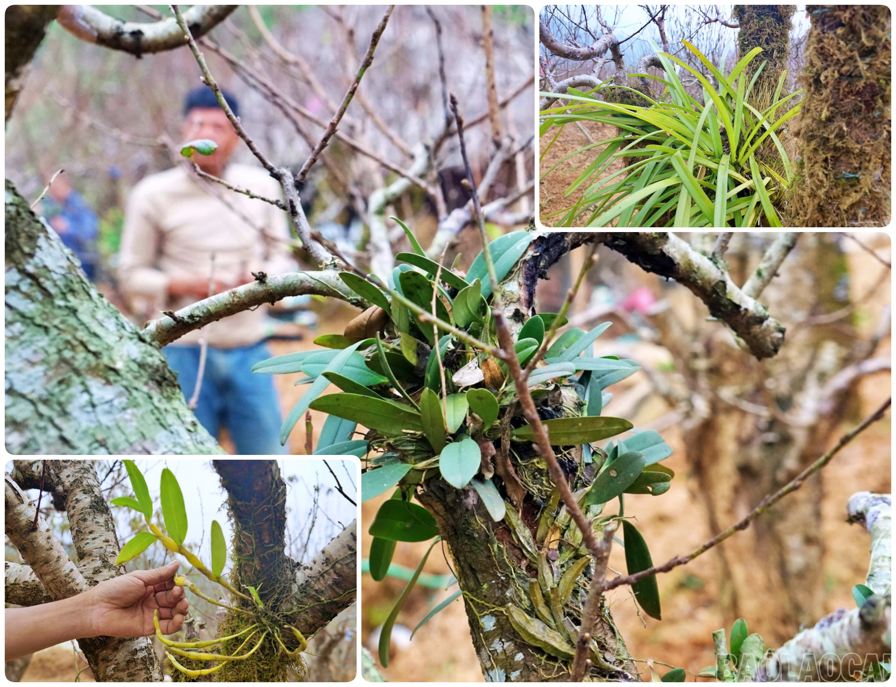 Để đáp ứng nhu cầu của khách hàng, các nhà vườn ở xã Xuân Quang tích cực học hỏi kỹ thuật, trồng tầm gửi vào cây đào ngay từ đầu năm, nhằm tạo mẫu mã đẹp, tôn dáng cây.