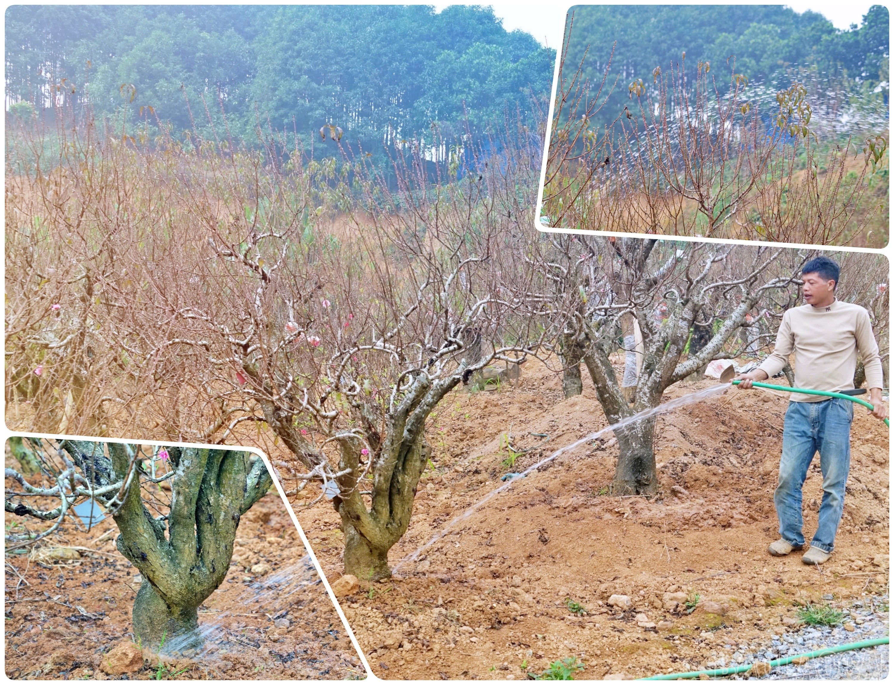 Còn anh Trần Đình Thân - chủ vườn đào gần 1.000 gốc ở Xuân Quang cũng tranh thủ cắt tỉa cành, tưới nước, giữ ẩm cho cây đào để chuẩn bị xuất bán.