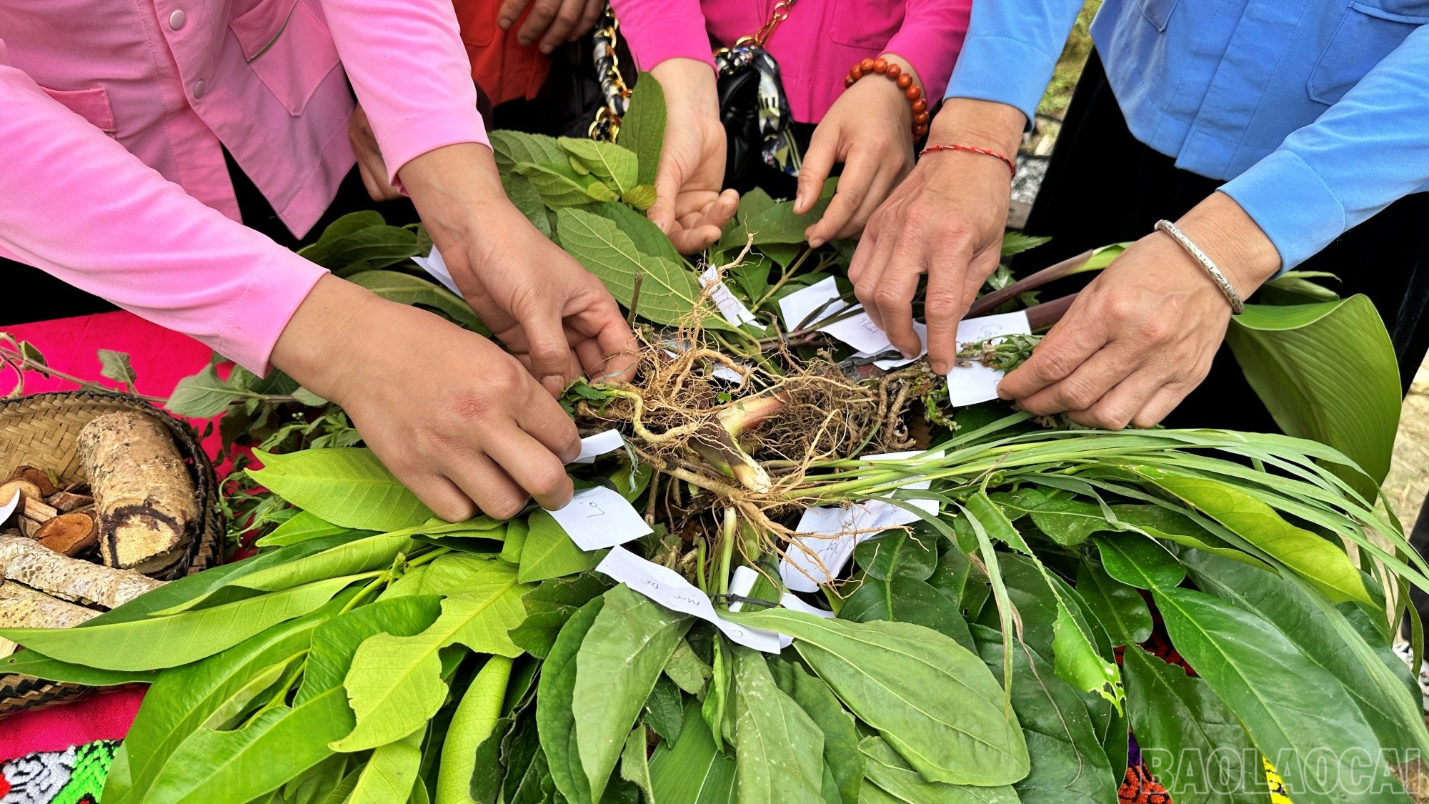 baolaocai-br_nuoc6.jpg