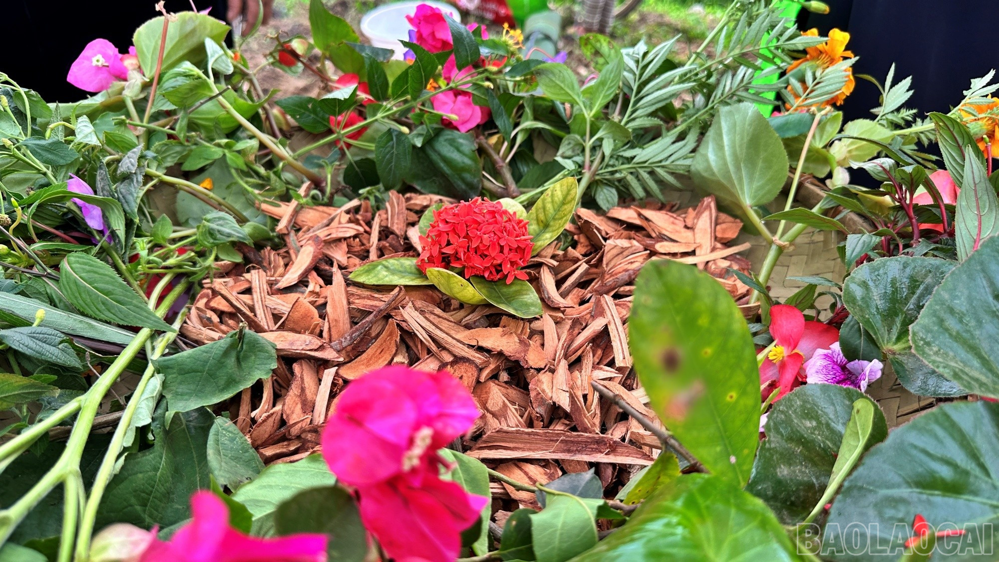 Các đội thi cũng đem đến nhiều loại thuốc Nam được lấy từ vườn nhà, trên núi để giới thiệu, quảng bá tại hội thi. baolaocai-br_nuoc3.jpg