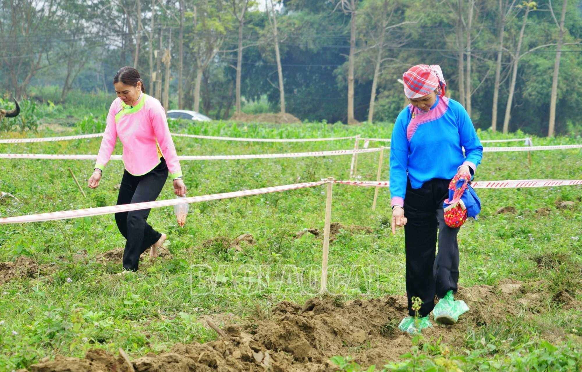 Hấp dẫn phần thi cày và gieo hạt.