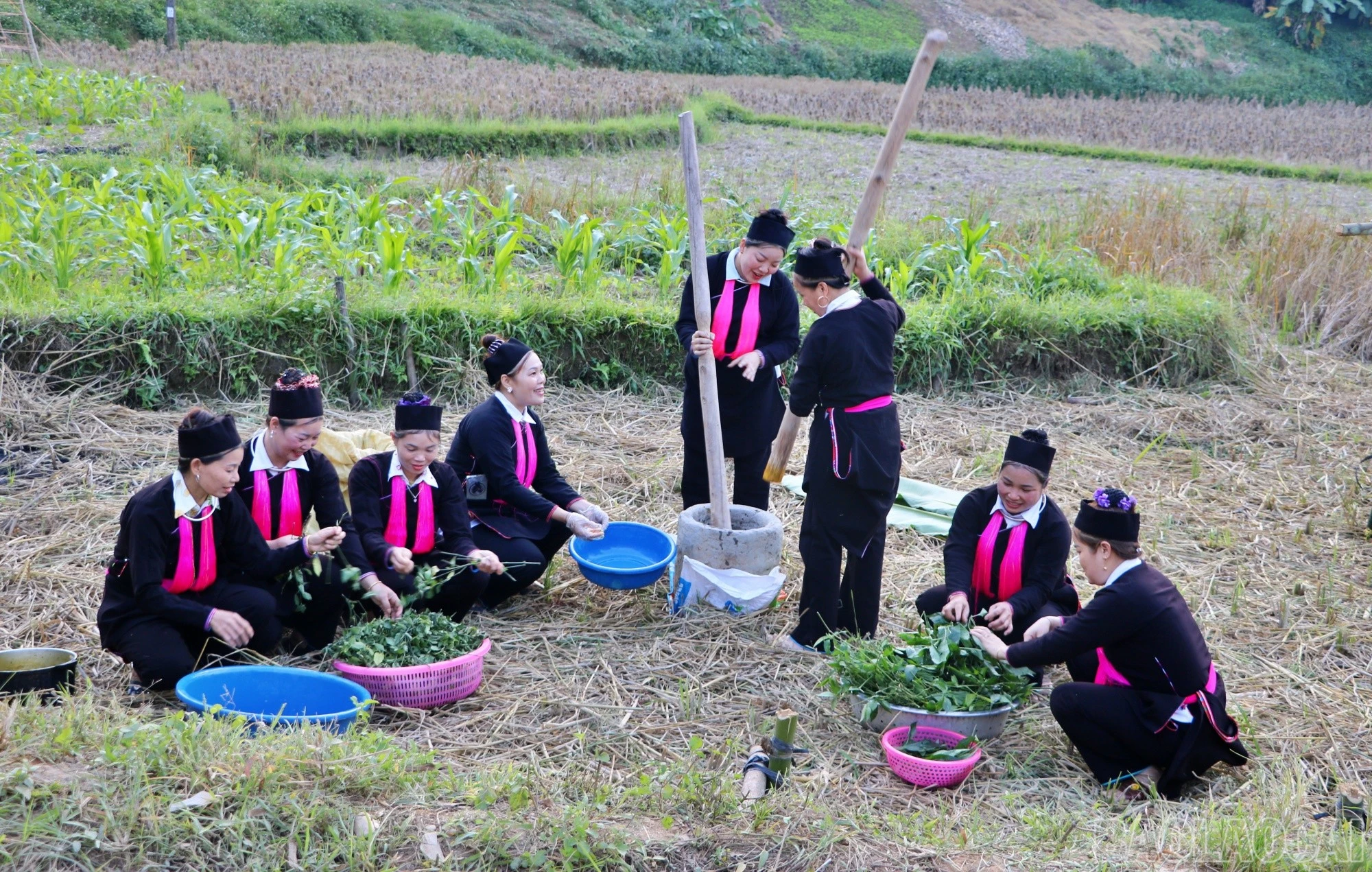 baolaocai-br_lam-xoi-mau.jpg