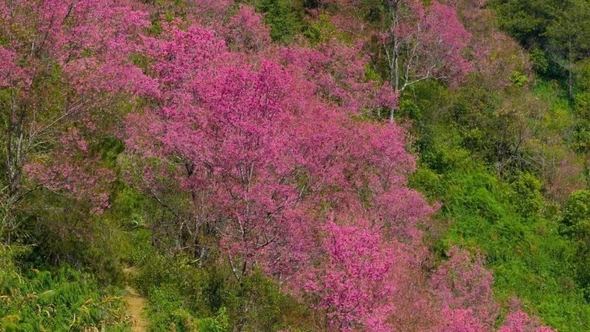 Loài hoa báo tết bung nở khắp núi rừng