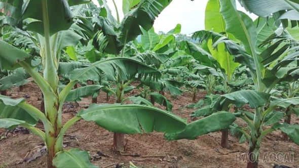 Lào Cai chuyển đổi 1.850 ha cây trồng kém hiệu quả