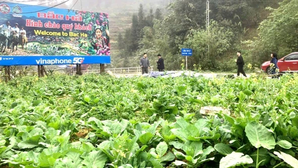 Du khách "lạc lối" trong sắc hoa xuân cao nguyên trắng Bắc Hà