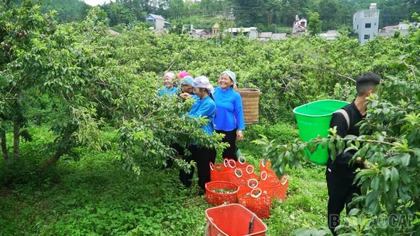 Phát triển sản xuất hàng hóa trong vùng đồng bào dân tộc thiểu số