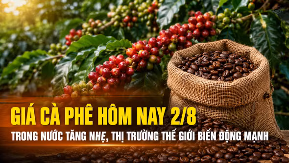 Giá cà phê hôm nay 2/8: Trong nước tăng nhẹ, thị trường thế giới tiếp tục biến động mạnh