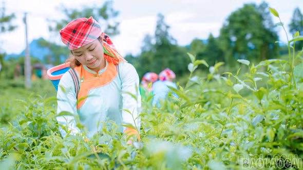 Lào Cai xây dựng vùng chè an toàn, hướng tới thị trường châu Âu
