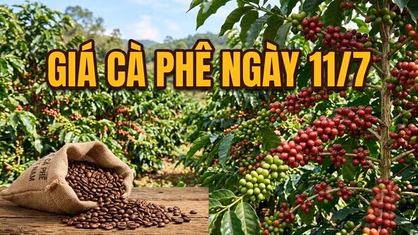 Giá cà phê ngày 11/7: Thị trường bật tăng trở lại trước áp lực nguồn cung thắt chặt