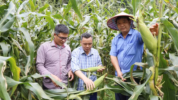 Pha Long: Mô hình trồng ngô ngọt trên đất cằn đạt giá trị khoảng 90 triệu đồng/ha