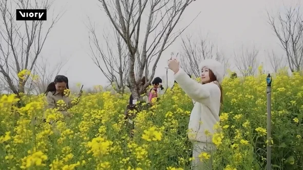 "Biển" hoa cải vàng trên đỉnh Fansipan thu hút du khách dịp đầu Xuân