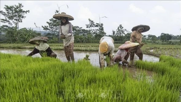 Indonesia tuyên bố thắng lợi về tự chủ lúa gạo
