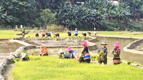 Mùa gieo hi vọng ở thung lũng Nà Lặc