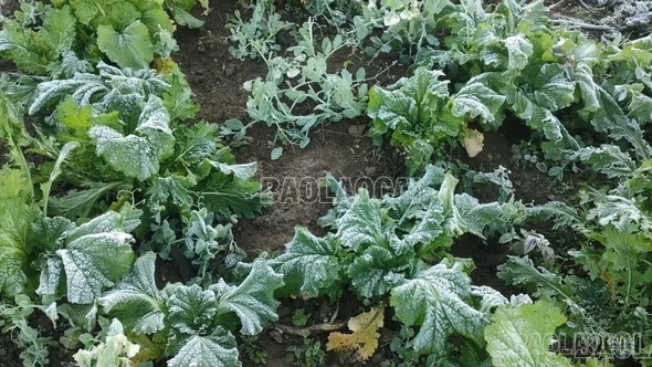 Băng giá phủ trắng cây cối trên thôn Ngải Thầu Thượng, xã Y Tý 