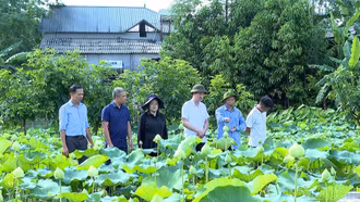 Cây sen mang lại sinh kế mới cho người dân Việt Hồng