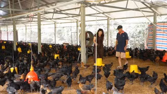 Tạo đà cho chăn nuôi hàng hóa