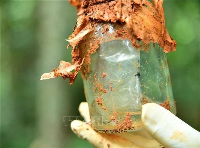 Lọ thuỷ tinh an táng kèm hài cốt liệt sĩ chứa giấy có thông tin được giám định mang tên Liệt sĩ Nguyễn Văn Vượng. Ảnh: TTXVN phát