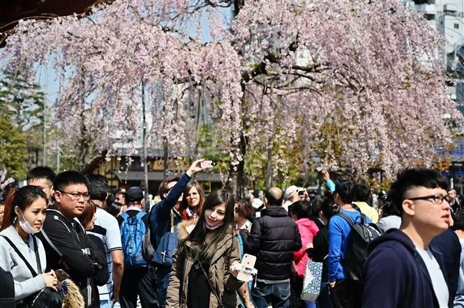 Khách du lịch ngắm hoa anh đào tại Thủ đô Tokyo, Nhật Bản.