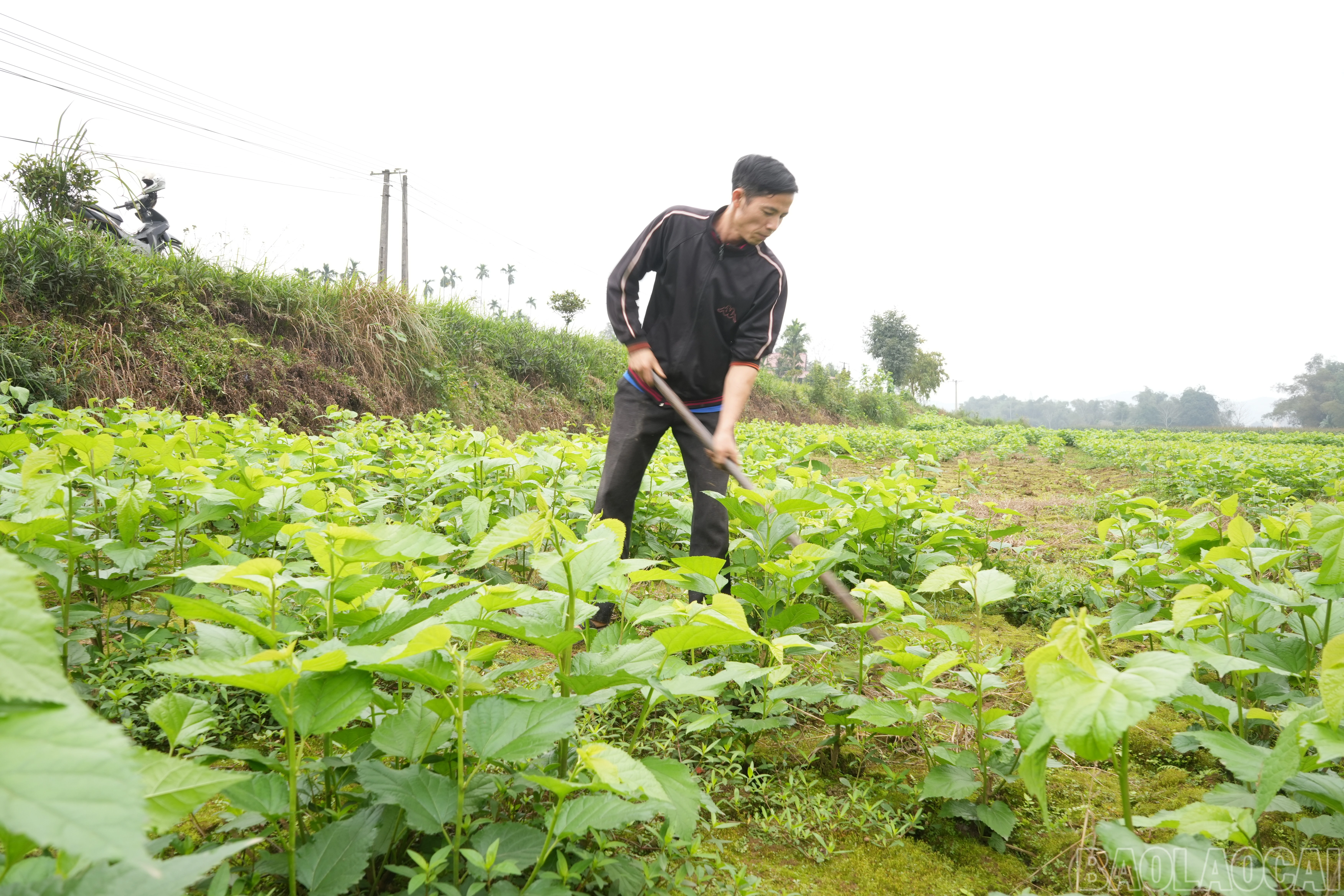 baolaocai-br_cham-soc-cau-dau-truoc-thoi-ky-nuoi-tam-vu-xuan.jpg