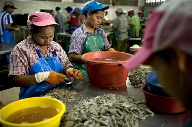 Người lao động nhập cư làm việc tại một nhà máy chế biến tôm ở Mahachai, ngoại ô Bangkok, Thái Lan.