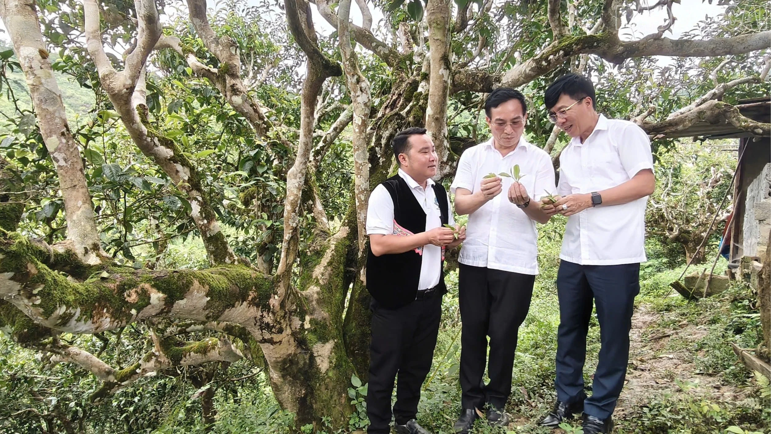 baolaocai-tr_pgsts-bui-van-huyen-vien-kinh-te-xa-hoi-va-moi-truong-hoc-vien-chinh-tri-quoc-gia-ho-chi-minh-khao-sat-thuc-te-tai-vung-trong-che-shan-tuyet-hang-tram-nam-tuoi-xa-phinh-ho-6595.jpg