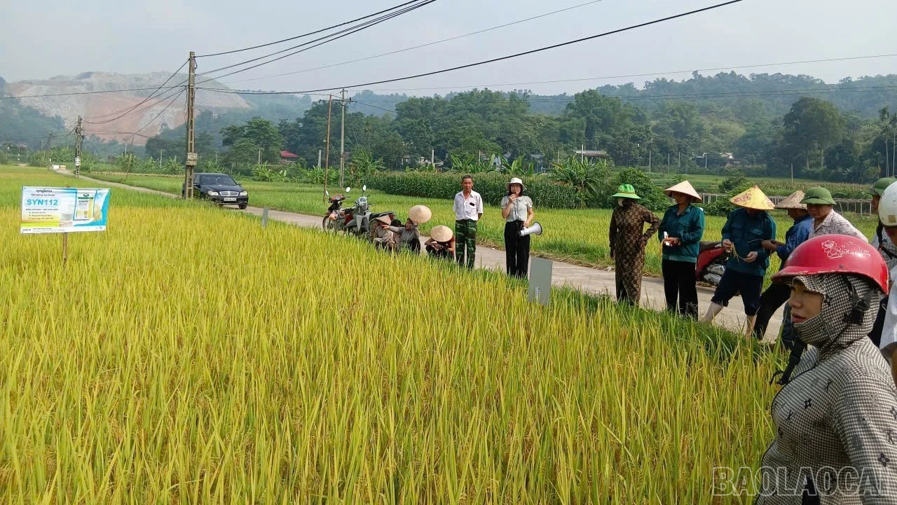 baolaocai-br_dai-dien-cong-ty-tnhh-syngenta-viet-nam-gioi-thieu-giong-lua-122-2-3438.jpg
