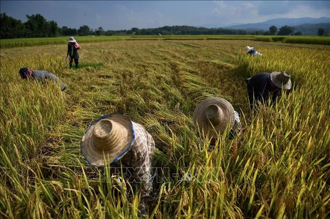 Nông dân thu hoạch lúa trên cánh đồng ở tỉnh Chiang Mai, Thái Lan. Ảnh: AFP/TTXVN