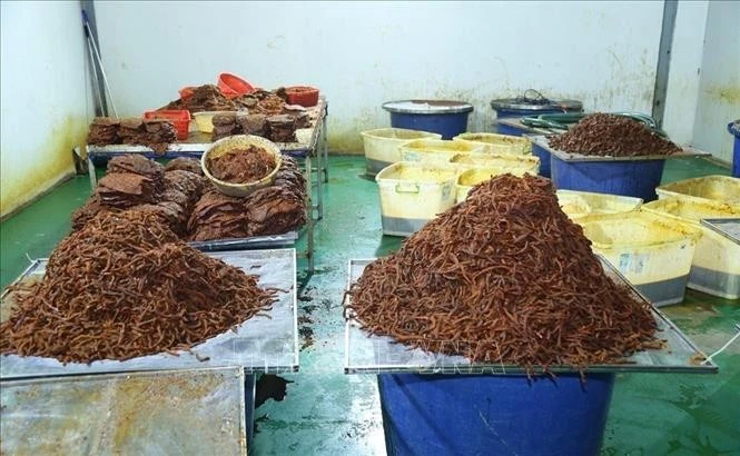 Nguyên liệu đang được chế biến. Ảnh: Công an Đồng Nai/TTXVN phát