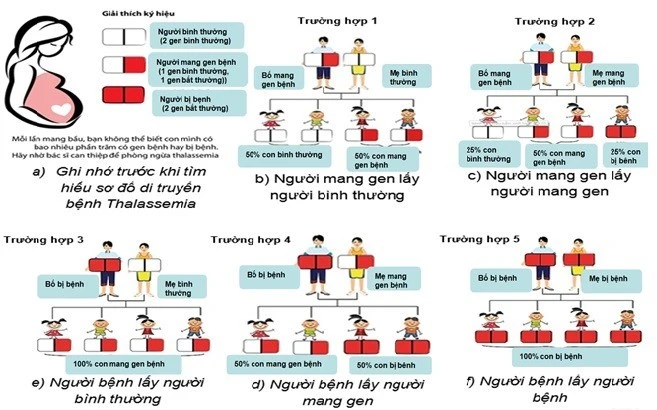 Sơ đồ di truyền bệnh Thalassemia.