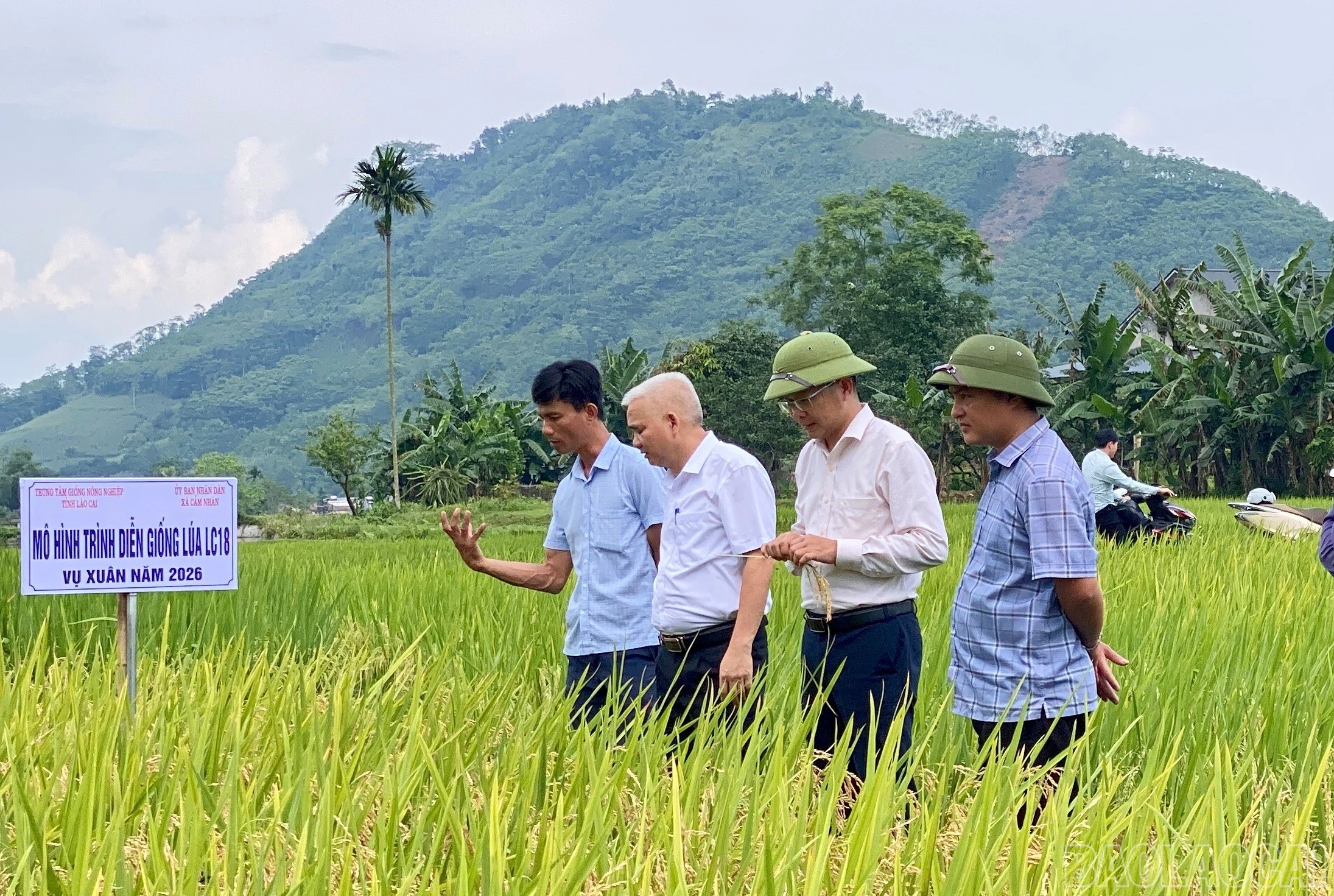 baolaocai-br_tham-quan-ruong-lua-danh-gia-thuc-te-5.jpg