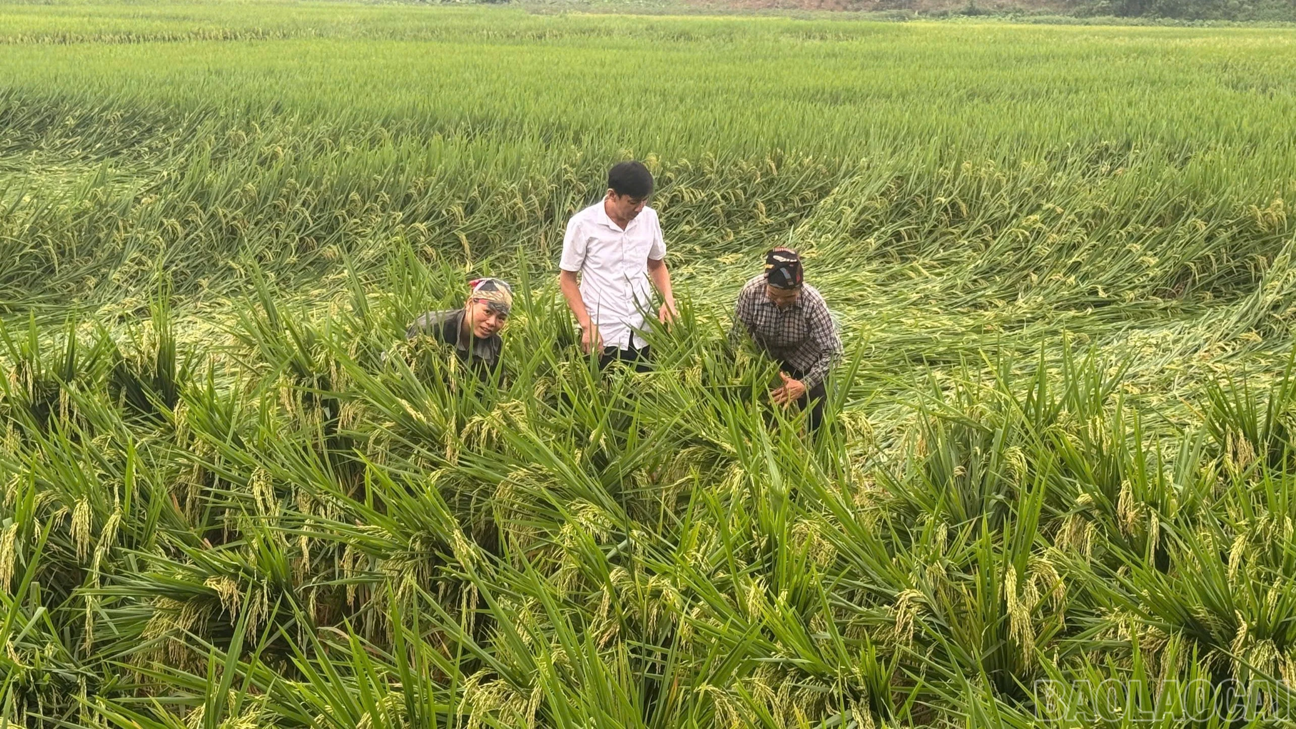 baolaocai-br_can-bo-khuyen-nong-huong-dan-ba-con-nhan-dan-khac-phuc-hau-qua-thien-tai-3128.jpg