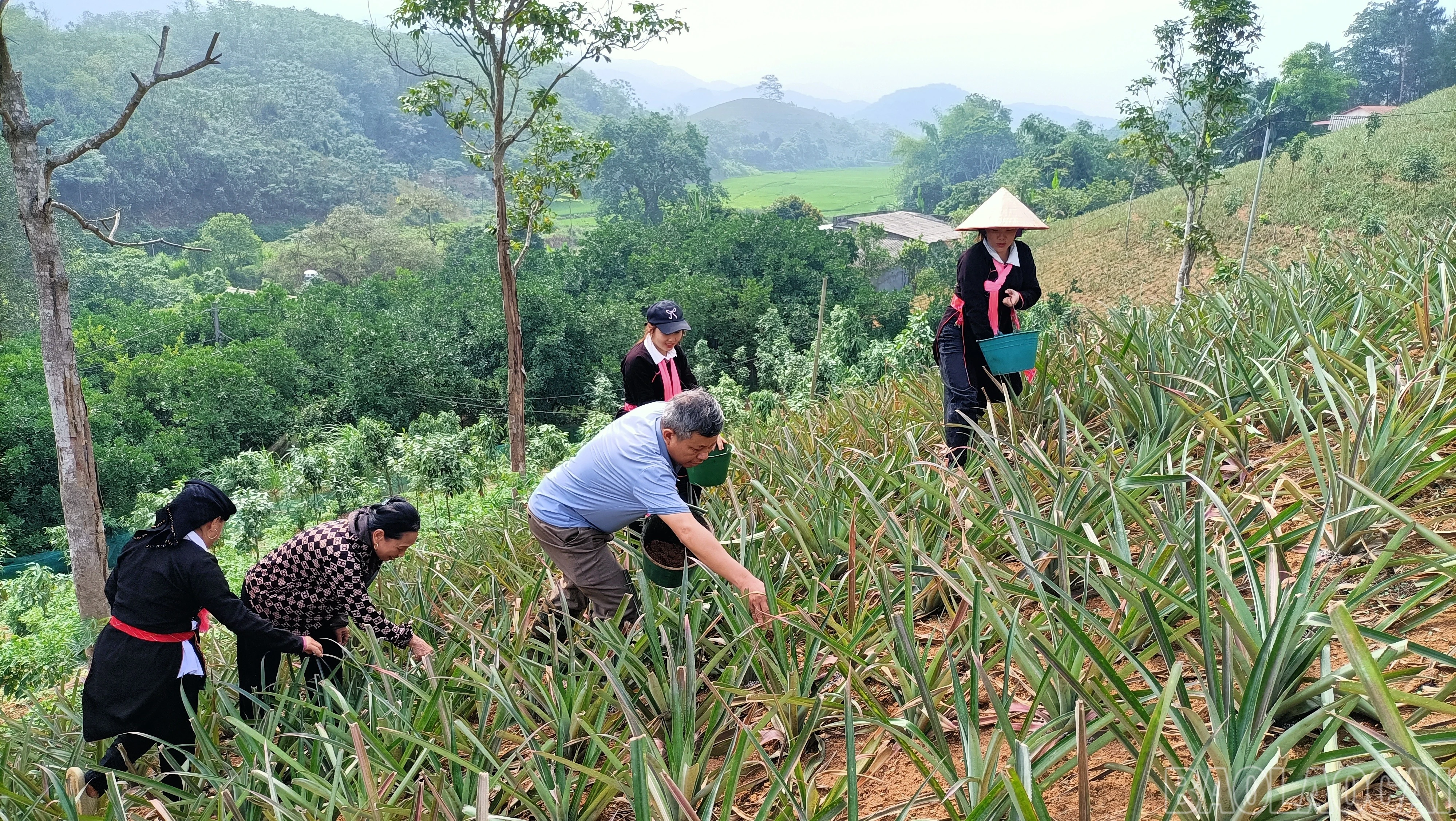 baolaocai-br_3-huong-dan-cham-soc-dua-dung-quy-trinh.jpg