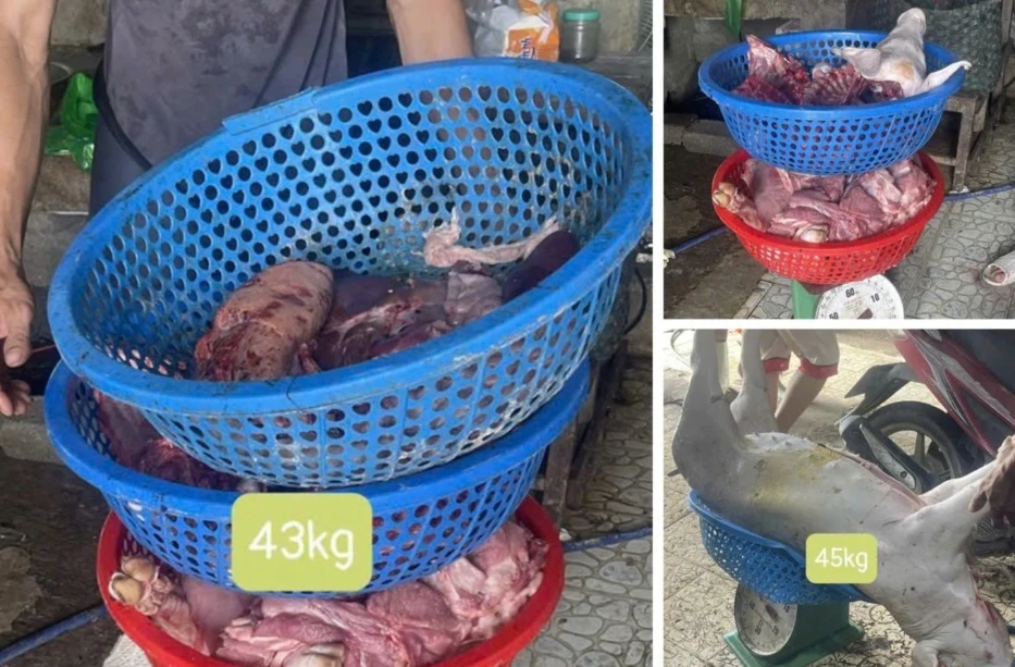 Số lợn bị nhiễm dịch tả lợn châu Phi liên quan đến vụ án (Ảnh: Công an Thanh Hóa).