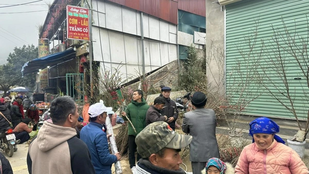 Người dân và du khách chọn hoa đào, hoa mận Bắc Hà về chơi Tết.