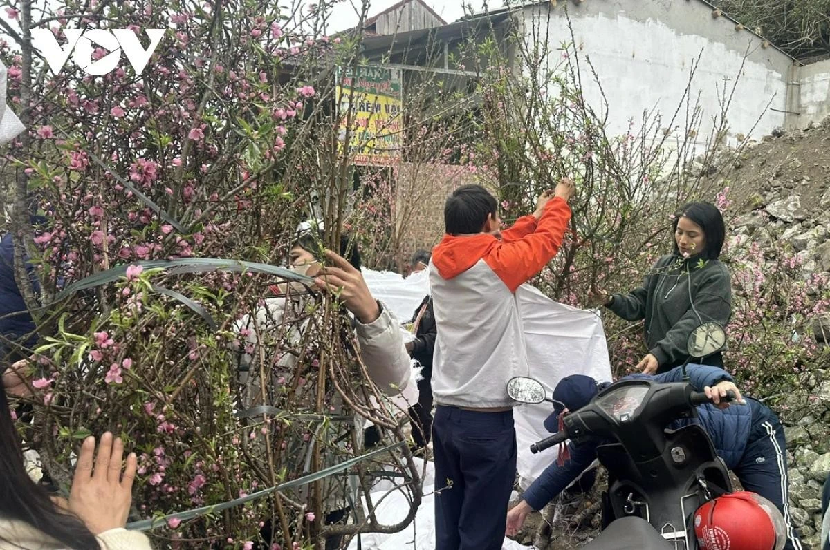 Những cành hoa được nâng niu cẩn thận.