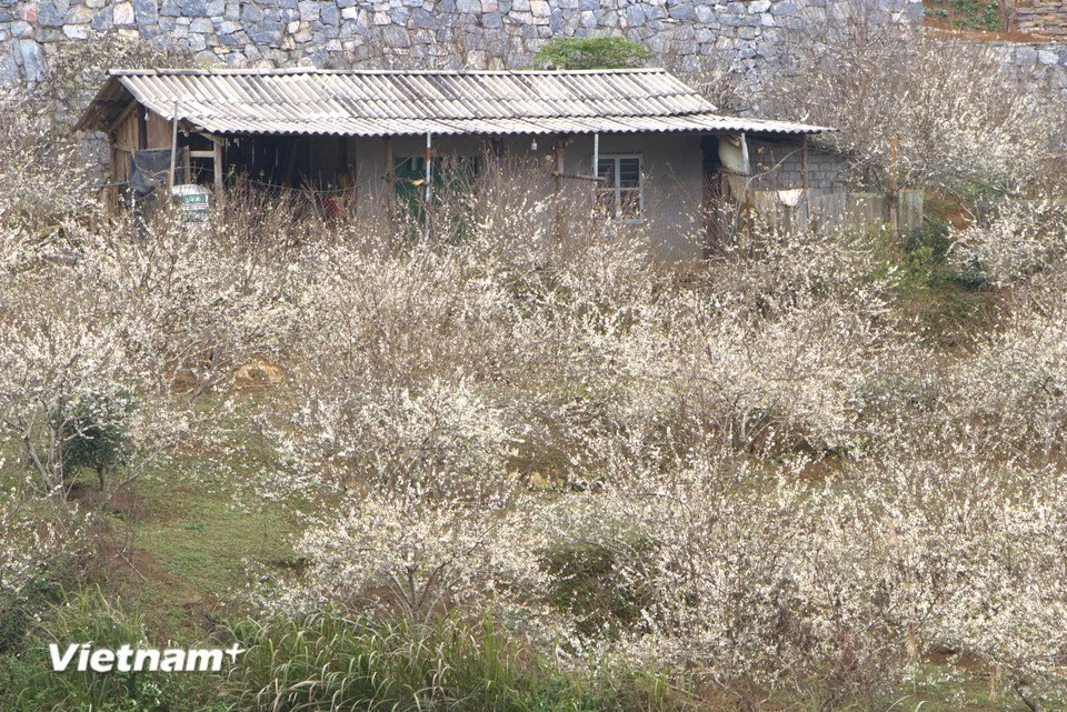 vnp-hoa-man-bac-ha-3.jpg