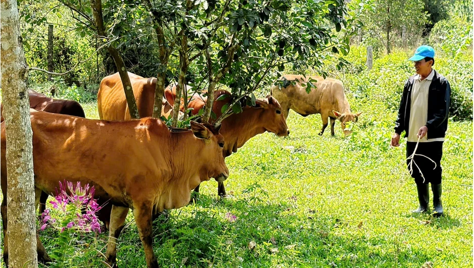 Nông dân xã Nam Hải Lăng và nhiều xã miền núi ở tỉnh Quảng Trị có thói quen chăn thả trâu bò trên đồi.