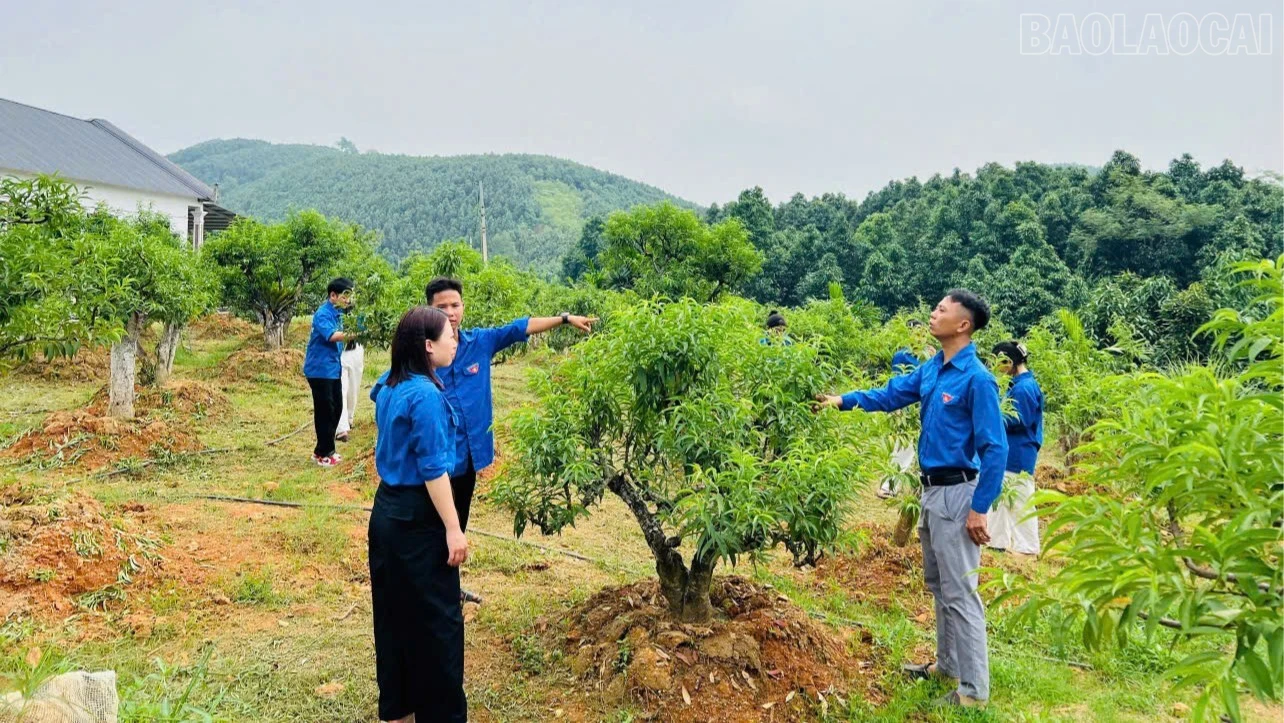 baolaocai-tr_doan-vien-thanh-niem-tham-quan-mo-hinh-trong-cay-dao-canh-cua-anh-tran-manh-cuong-anh-thanh-nghi-7973.jpg