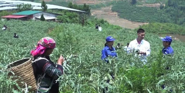 baolaocai-br_image-1775224655784.jpg