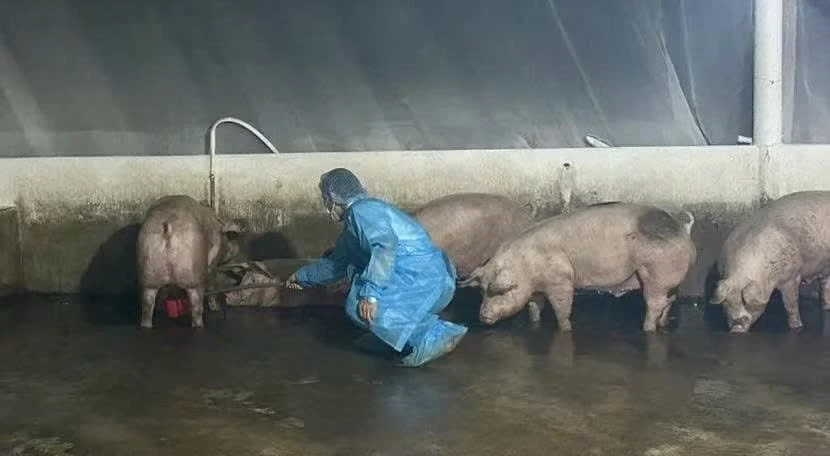 Cán bộ thú y lấy mẫu để giám định chất cấm.