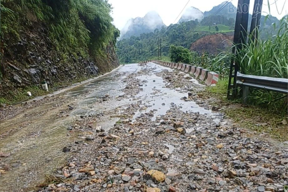 baolaocai-tr_bl-41650.jpg