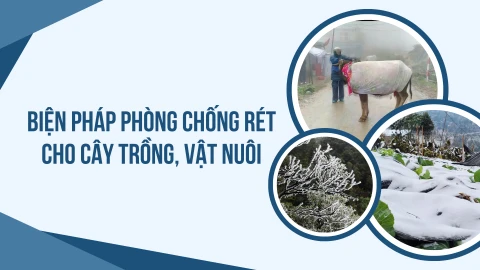 [Infographic] Biện pháp phòng chống rét cho cây trồng, vật nuôi