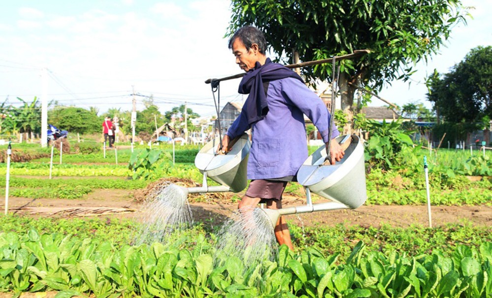 Làng rau Trà Quế được công nhận "Làng Du lịch tốt nhất" năm 2024 ảnh 1